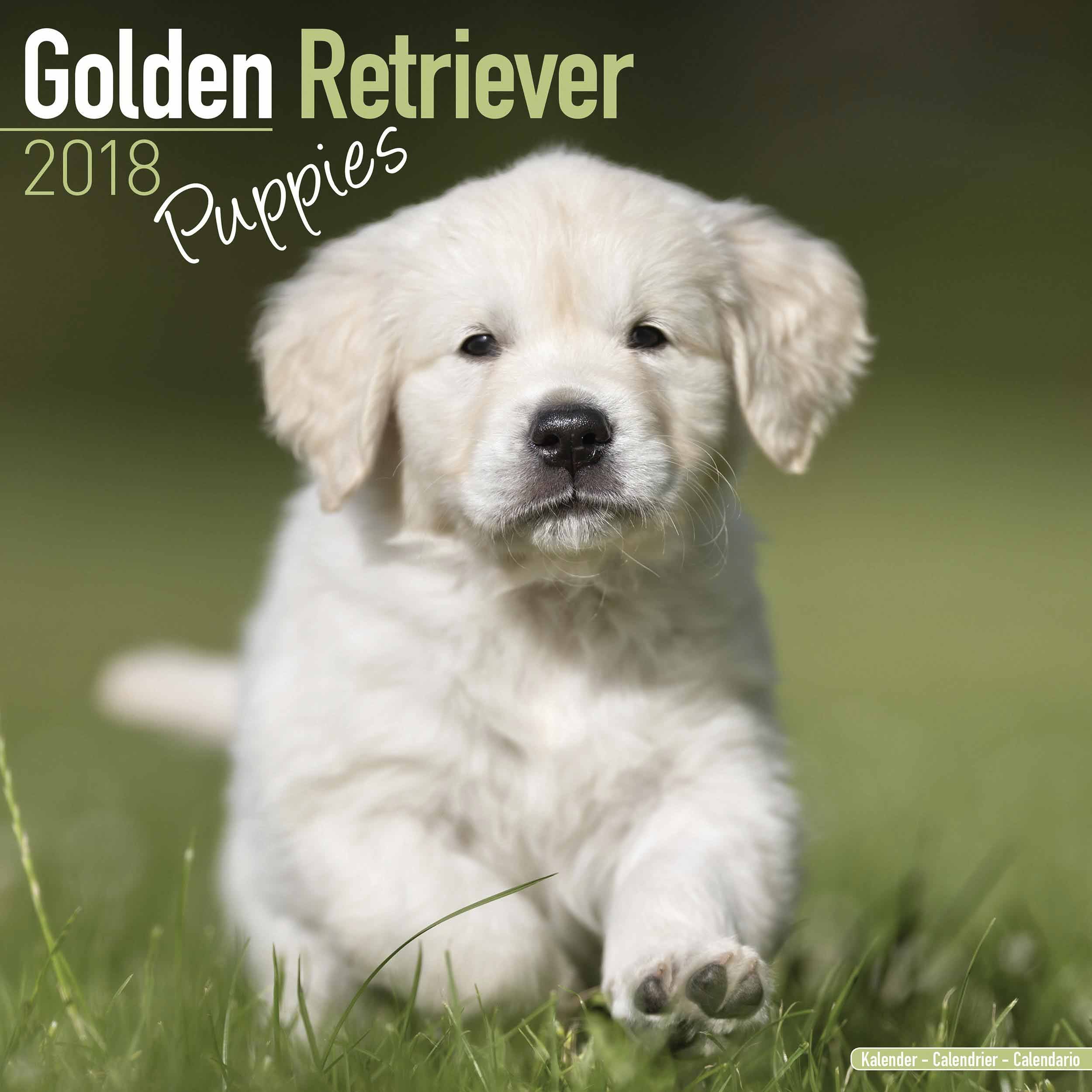 Golden Retriever Puppies Calendar 2018
