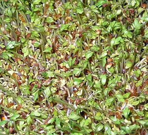 Shoopy Star 250 Semillas NT de CRESSON de Fontaine Plantas ...