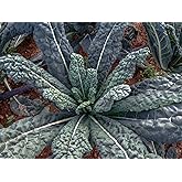 1000 Black Tuscan Lacinato Kale Seeds for Planting AKA Dinosaur Kale Heirloom Non GMO 3.5+ Grams Garden Vegetable Bulk Survival