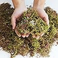 2QT Orchid Potting Mix with Moss Pine Bark Mulch Perlite & Coco Peat Natural Ingredients, Orchid Repotting Soil Medium Great for Indoor Plant Root Climbing & Expanding