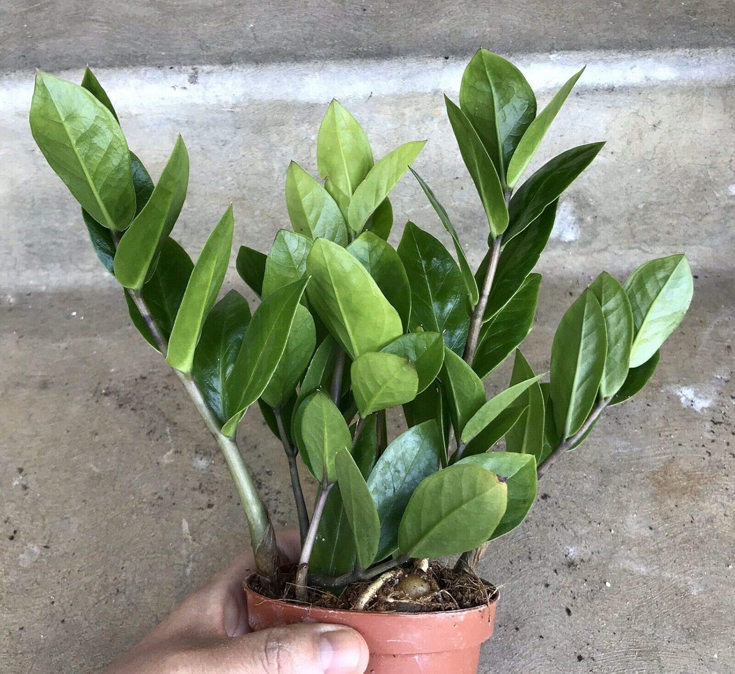 Zanzibar gem �zz Plant� Easy Indoor Shade