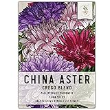 Seed Needs Crego China Aster Seeds for Planting