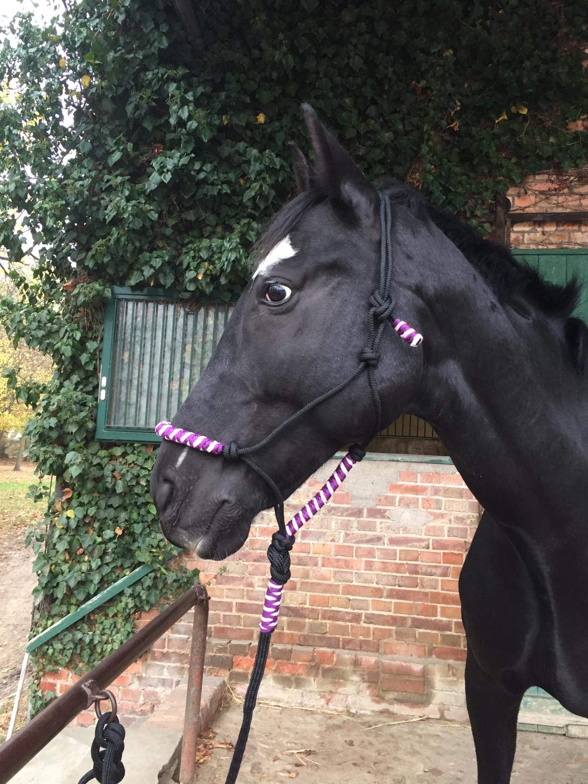 Knot Halter with Rope for Horses - Padded Nose and Neck Ideal for Ground Work, Horse Training, Training (Black-Purple)