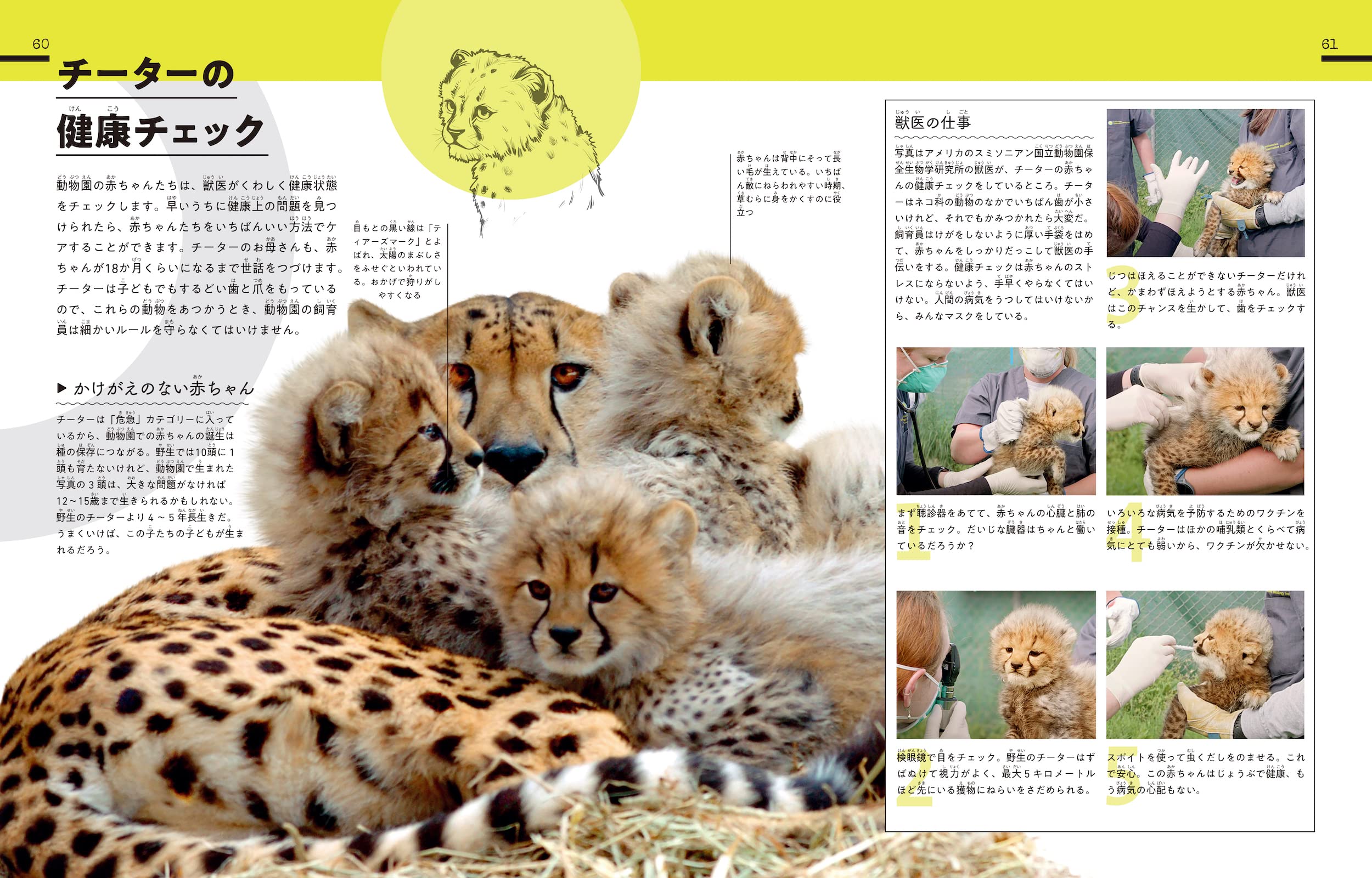 びっくり 動物園のおしごと大図鑑 70のひみつにせまる Dk社 小林 玲子 本 通販 Amazon びっくり 動物園のおしごと大図鑑 70のひみつにせまる Dk社 小林 玲子 本 通販 Amazon