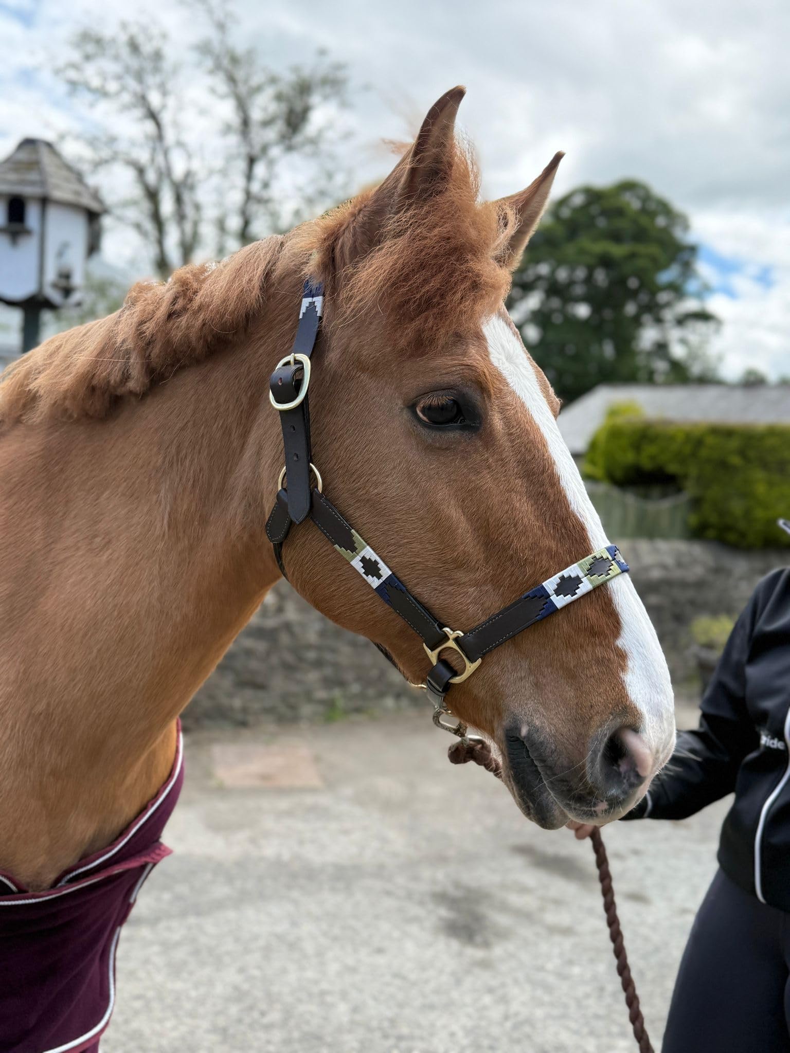 Argentina Polo Leather Horse Headcollar Halter, Embroidered, 76.2 cm, Brown Blue /Green /white (Pony)