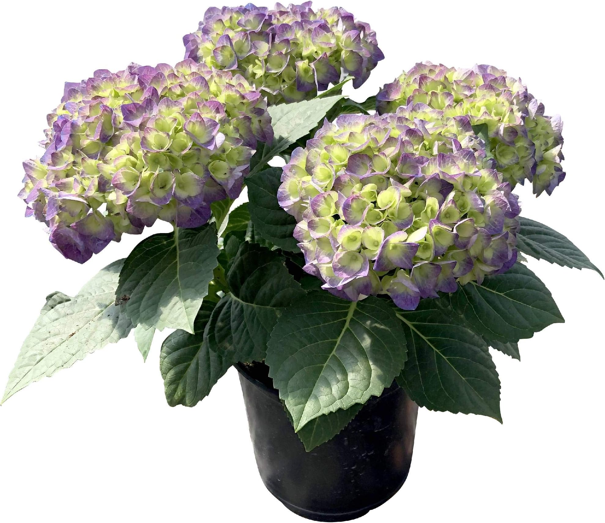 The Three Company Plant 6,5'' Live Hydrangea, Blue