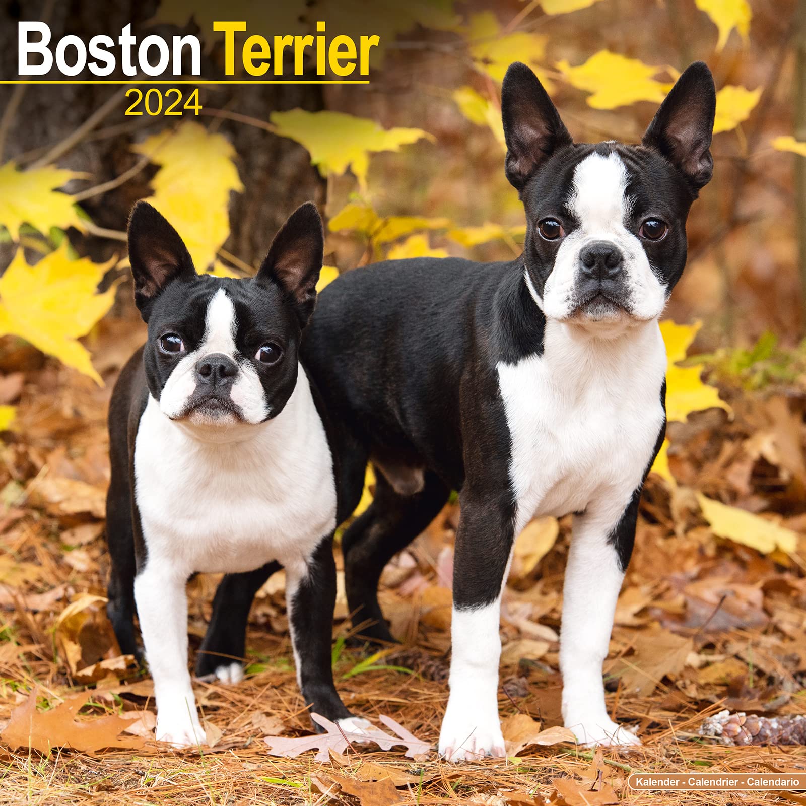 Boston Terrier Calendar 2024 Square Dog Breed Wall Calendar - 16 Month