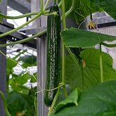 Kitazawa Seed Co China Long Cucumber 500 Mg ~20 Seeds &ndash; F1 Hybrid, Non-GMO | Heirloom Asian Variety 50-60 Days to Maturity Heat Disease Resistant Crisp Thin-Skinned Cucumbers for Fresh Eating &amp; Pickling
