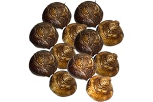 BELLAWOOD HORTICULTURE Ziva Paperwhite Flower Bulbs – Large Size Fresh Dug Bulbs – Indoor Forcing & Outdoor Planting – Holiday and Christmas Paperwhites- Paperwhite Narcissi (12)