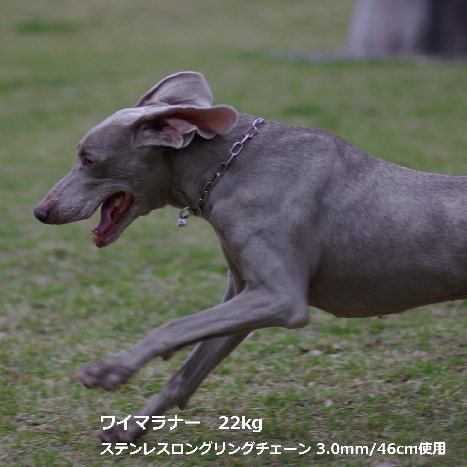 Amazon ザ ブラックラブカンパニー 中 大型犬用 ステンレスロングリングチェーン 3 0mm 62cm 犬グッズ専門店 オリジナル ザ ブラックラブカンパニー しつけ用首輪 通販