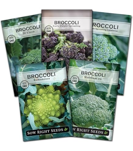Amazon.com : Artwork Hybrid Broccoli Seeds (100) : Patio, Lawn
