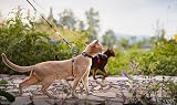 pidan Cat Harness and Leash Set XL Escape Proof Adjustable Multicolor view 8