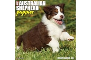 Willow Creek Press Australian Shepherd Puppies Monthly 2024 Wall Calendar (12" x 12")