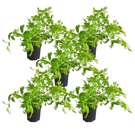 Liebstöckel (5 Pflanzen) | frische Pflanzen in bester Gärtnerqualität | kräftige Kräuterpflanzen im 12 cm Topf