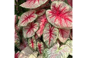 Red Caladium Seeds - 'Red Flash' or Similar Variety, Premium Quality Flower Seeds for Planting, Striking Red & Green Foliage,