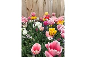 DAYLILY NURSERY Perennial Tulip Mix, 20 Large Flowering Fall Bulbs for Planting, Multiple Colors