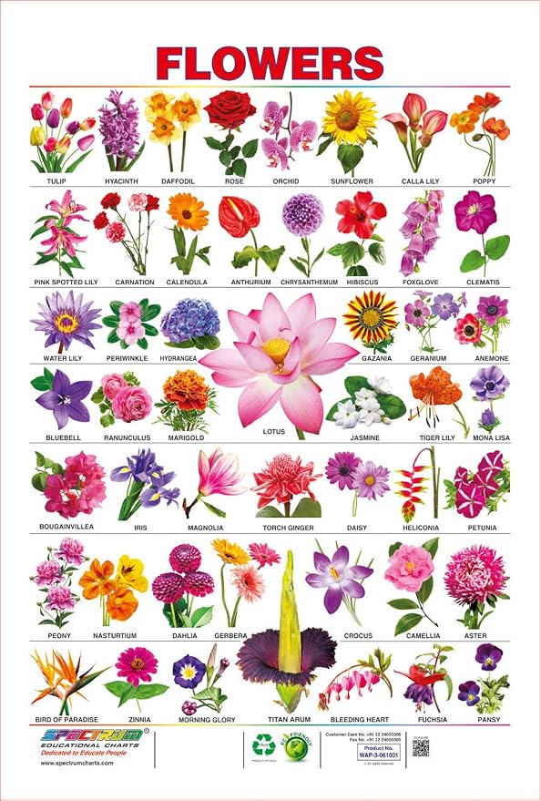 Spectrum Pre School Kids Learning Laminated Flowers Name Wall Hanging 