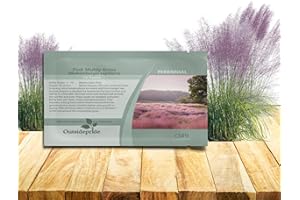 Outsidepride Pink Muhly Ornamental Grass Seeds - 100 Pcs, Perennial, Drought Tolerant, Low Maintenance, Ornamental Tall Grass Plants, Fast Growing for Landscaping, Outdoor Garden, Privacy Plants