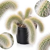 Rare Monkey Tail Cactus Live Plant &ndash; 7-9 Inch Succulent for Indoor &amp; Outdoor, Unique Trailing Live Succulent, Ideal Gift for Plant Lovers