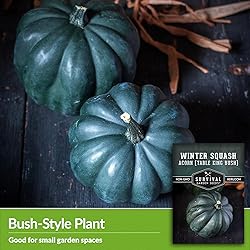 Table King Acorn Squash Seed for Planting - 5
