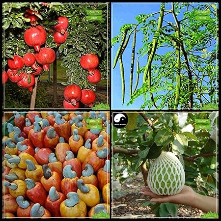 Creative Farmer Gardening Seeds Combo Fruit : Pomagranate Dwarf, Drumstick, Cashew Seed, Giant Guava Tree Seeds Fruit Seeds For Home Garden