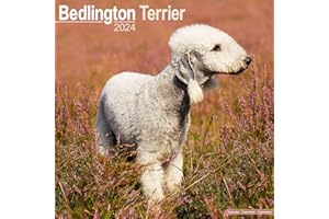 Bedlington Terrier Calendar - Dog Breed Calendars - 2023 - 2024 wall calendars - 16 Month by Avonside