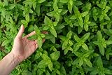 HERBAL AGE Mint Seeds Plants Grow Your Own Herb Garden Kit ~300 Seeds UK view 6