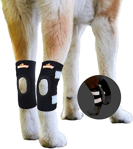 dog ankle brace