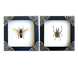 2 Real Framed Wasp Beetle Handmade Shadow Box