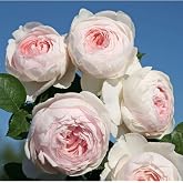 Heirloom Floribunda Roses, Live Own Root Plant, Parfuma Earth Angel | Exceptionally Fragrant, Hardiness Zones: 5-9, Continual Blooming,For Outdoor Gardens, Planters, and Pots