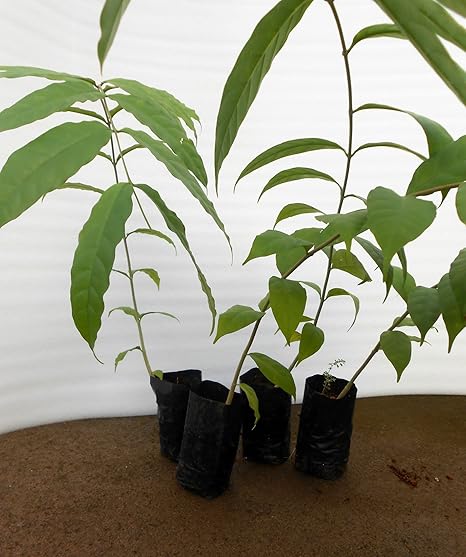 SEEDseller Plastic Grow Bags, Black, 12cm X 6cm, 50 Pieces