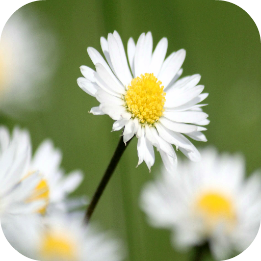 Daisy Wallpapers - Thumbnail 4