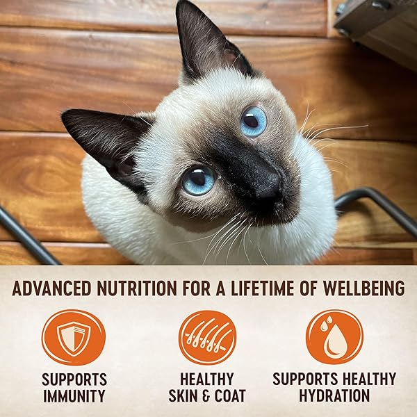 WELLNESS CORE TINY TASTERS PATE ADULT WET CAT FOOD, NATURAL, PROTEIN-RICH, GRAIN FREE, 1.75-OUNCE POUCH, 12 PACK, (SEAFOOD VARIETY PACK)