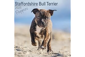 Staffordshire Bull Terrier Puppies Calendar 2025 | Square Dog Breed Puppy Wall Calendar - MONDAY START GRID