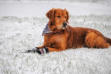 bark brite neoprene dog boots