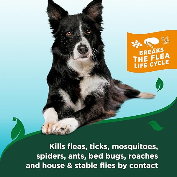 VET’S BEST FLEA AND TICK ADVANCED STRENGTH DOG SHAMPOO – DOG FLEA AND TICK TREATMENT – PLANT-BASED FORMULA – CERTIFIED NATURAL OILS – 12 OZ