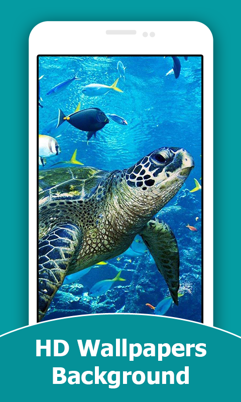 Turtle HD Wallpapers And Background