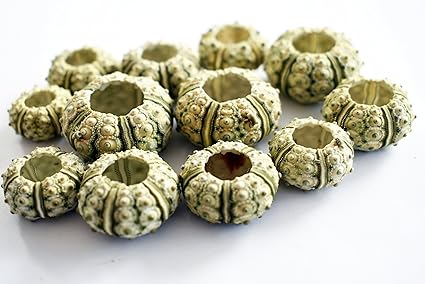 Amazon Com 24 Green Knobby Mini Sea Urchins 3 4 1 1 4 Beach