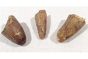 DINOSAURS ROCK® Genuine Spinosaurus Dinosaur Fossil Tooth - 1/2"-1"