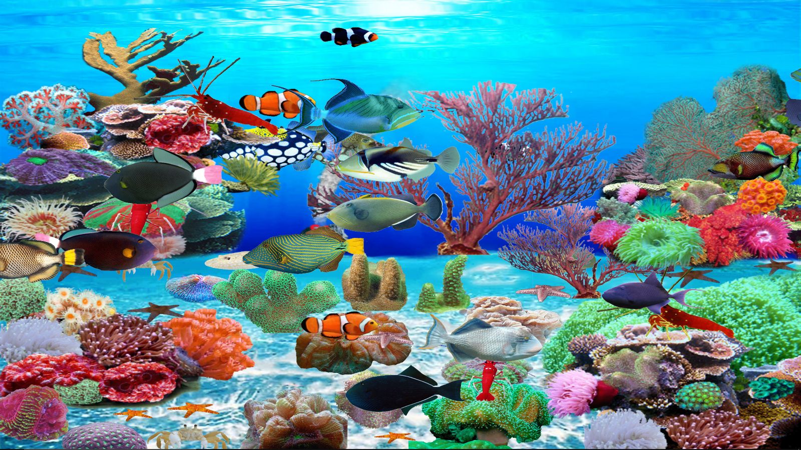 Trigger Fish Screen Saver [Download] - Thumbnail 6