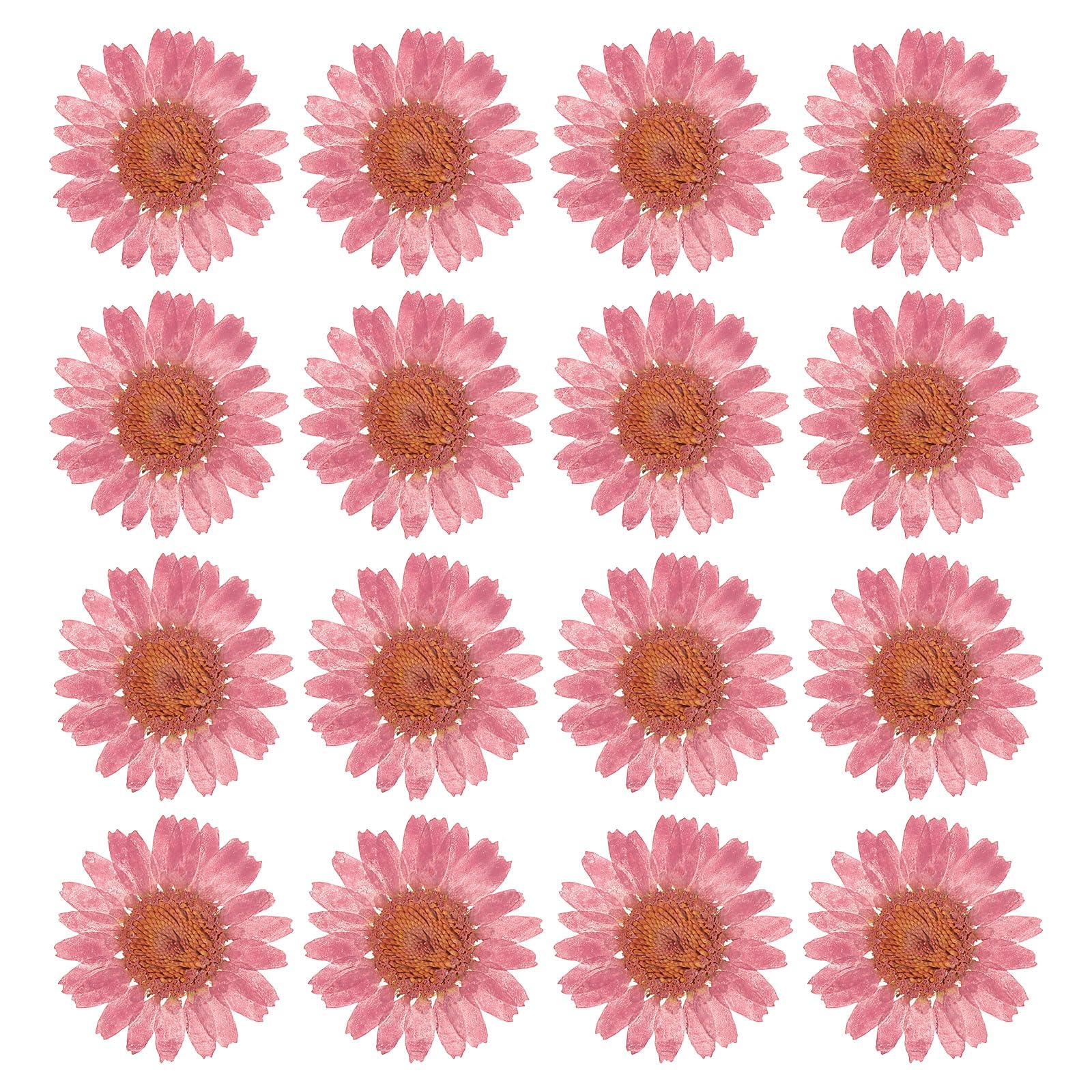 PATIKIL 48 Pcs Dried Pressed Flower Natural Dried Daisy Flower for DIY Art Crafts House Decoration Nails Decoration,Cherry Blossom Pink