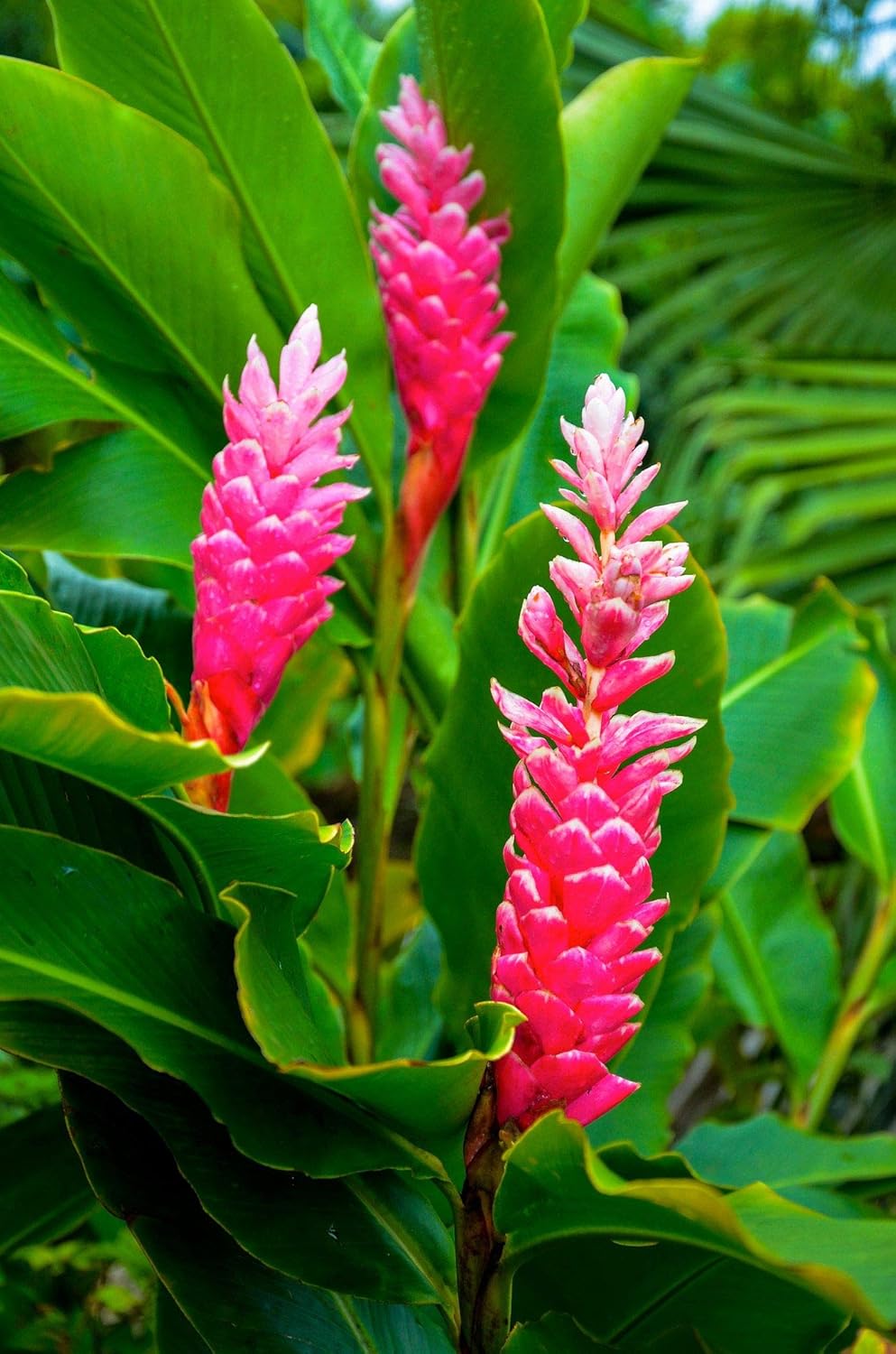 Amazon Com Hawaiian Pink Ginger Roots Alpinia Purpurata1 Package Kv1 Flowering Plants Garden Outdoor