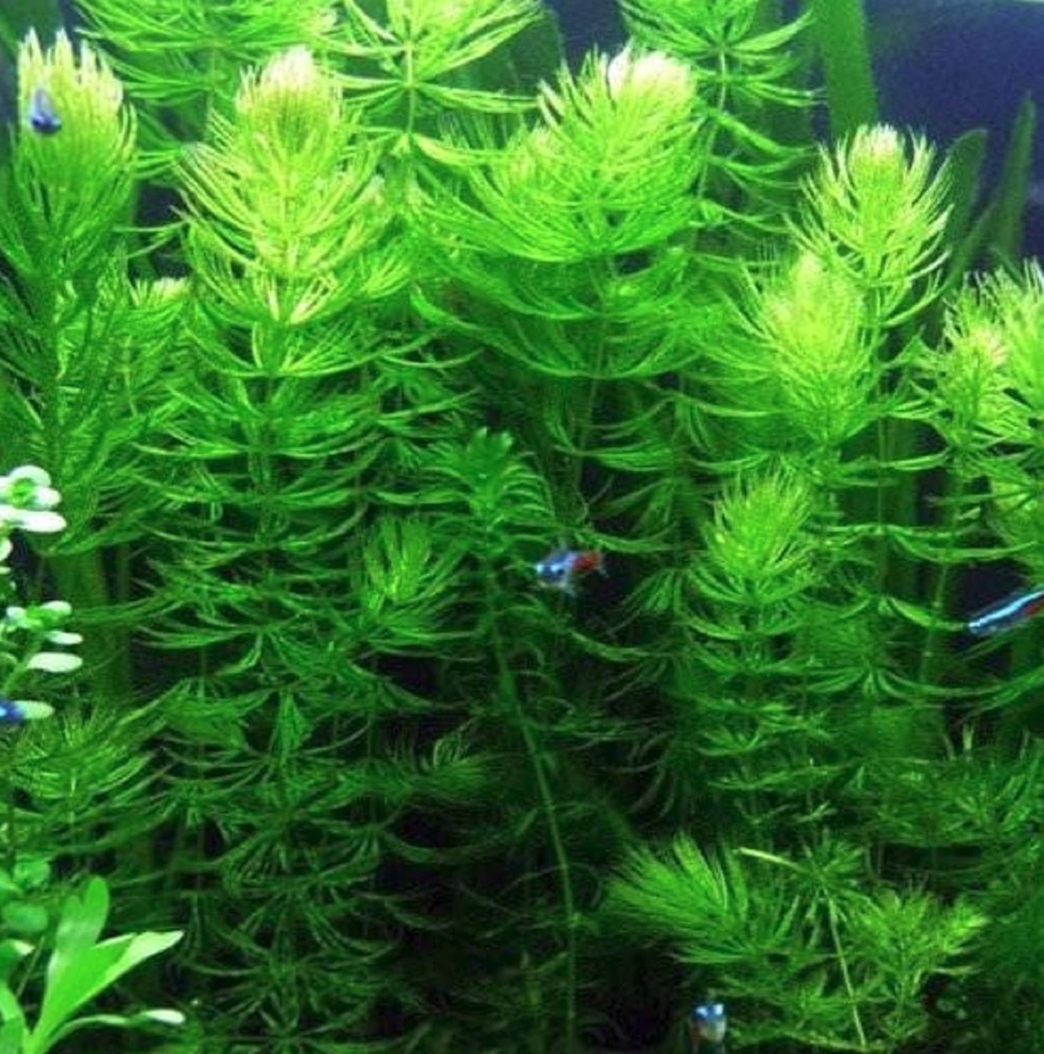 Garden 3 x leaded bunches Ceratophyllum demersum Hornwort oxygenating