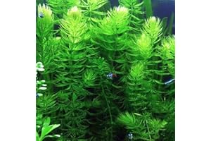 PLANTEREST Hot Sale! Hornwort (Ceratophyllum demersum) - Bunch Aquatic Plant
