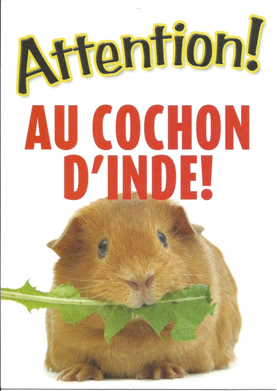 Otter House Gift Plaque Attention Au Cochon D Inde Amazon Fr Cuisine Maison