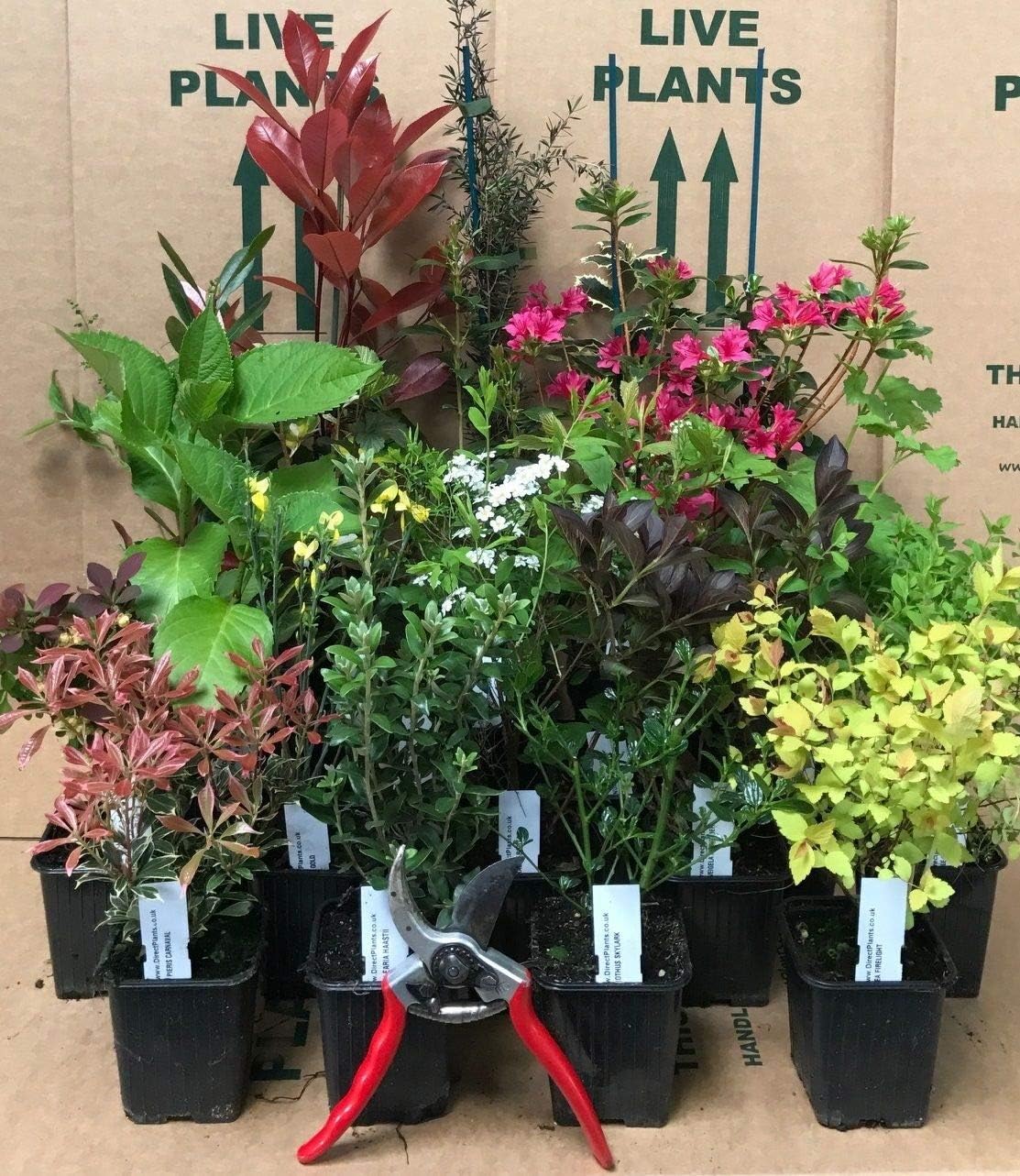 Mixed Garden Shrub Selection, Pack of 10 Supplied in 9cm Pots - Direct Plants Ltd®