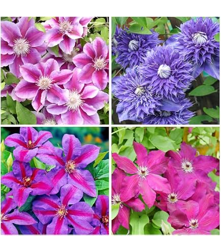 clematis climbing plants Little Artist Clematis | Flowering Vines