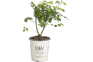 PROVEN WINNERS At Last Rose (Rosa) Live Shrub, Orange Flowers, 4.5 in. Quart