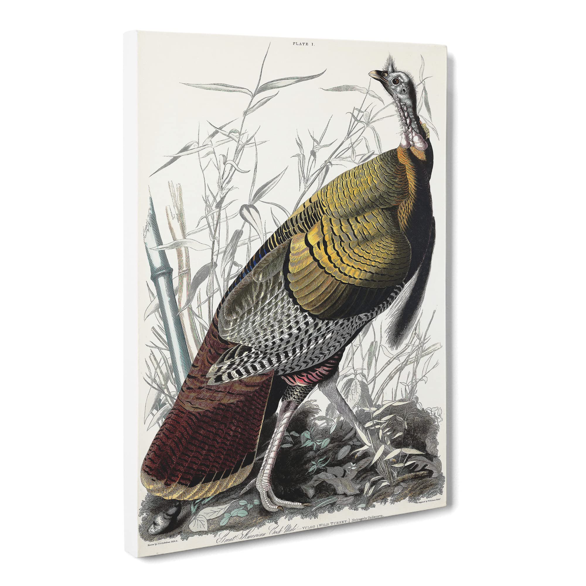 Wild Turkey By John James Audubon Canvas Print | Gallery Wrapped 30mm Frame Wall Art | 20x14 inches | Ready to Hang | Retro Picture | Living Room Bedroom Lounge Office