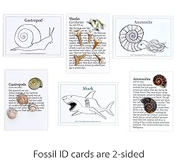 DANCING BEAR Fossil Collection Kit (12 pc Set) Real